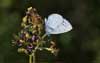 Boomblauwtje 3 (Celastrina argiolus)